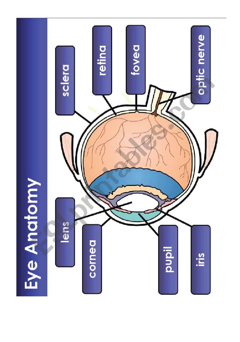 The eye worksheet