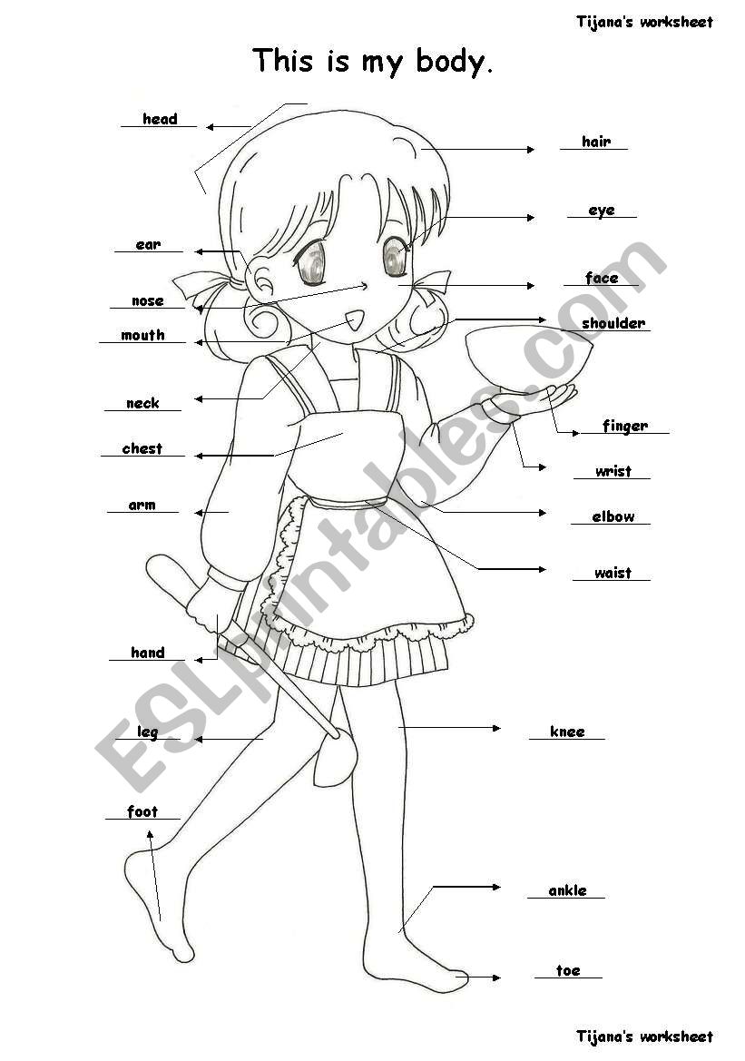 This is my body. worksheet