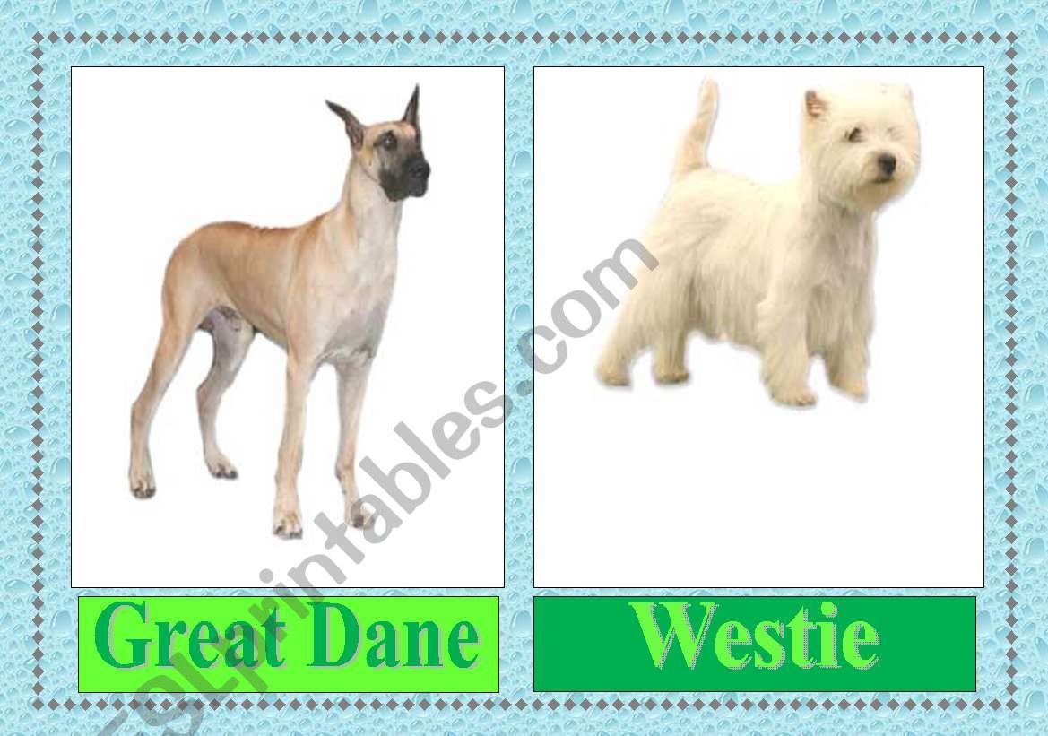 dog breeds flashcards (3/3) worksheet