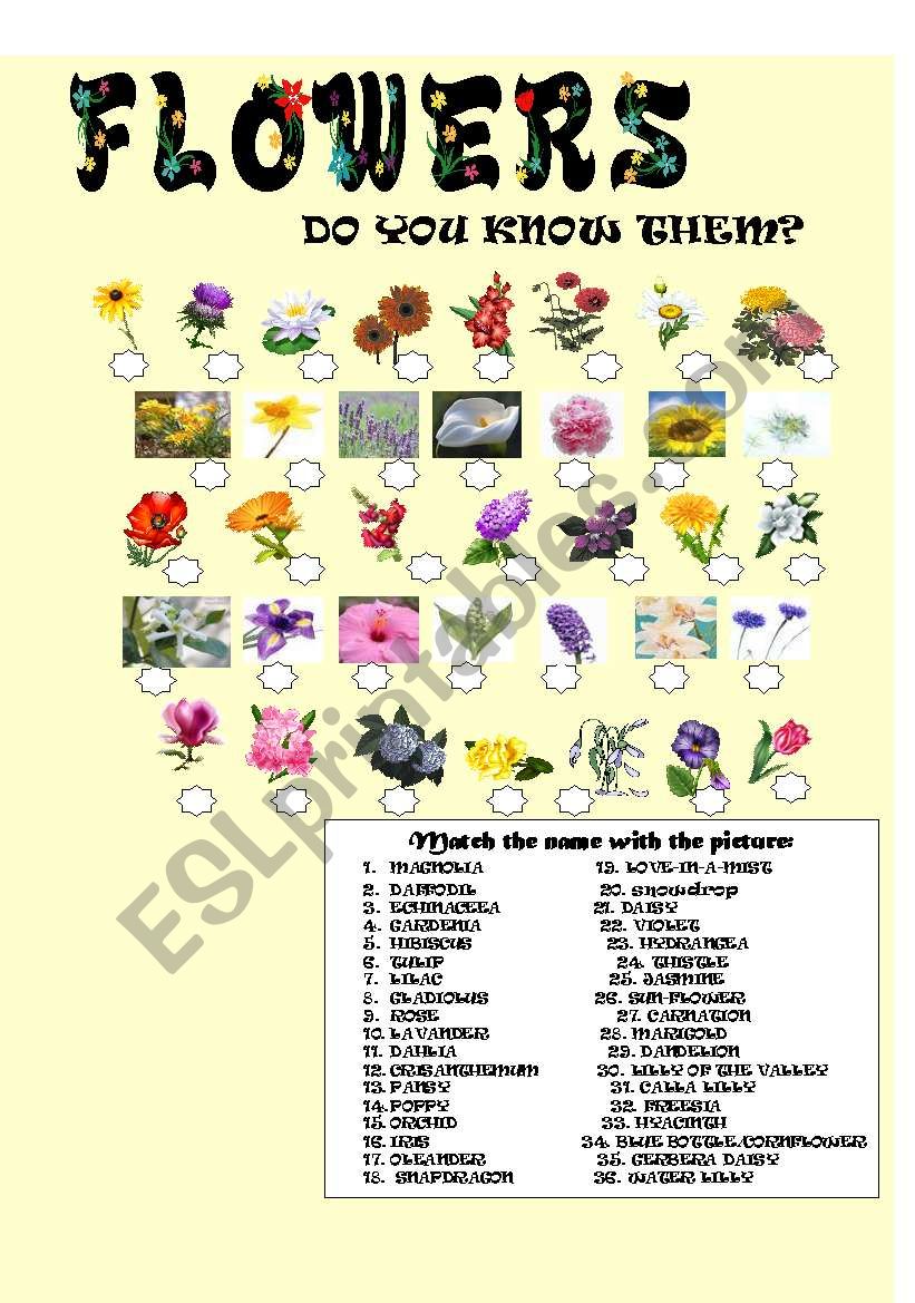 Flowers worksheet