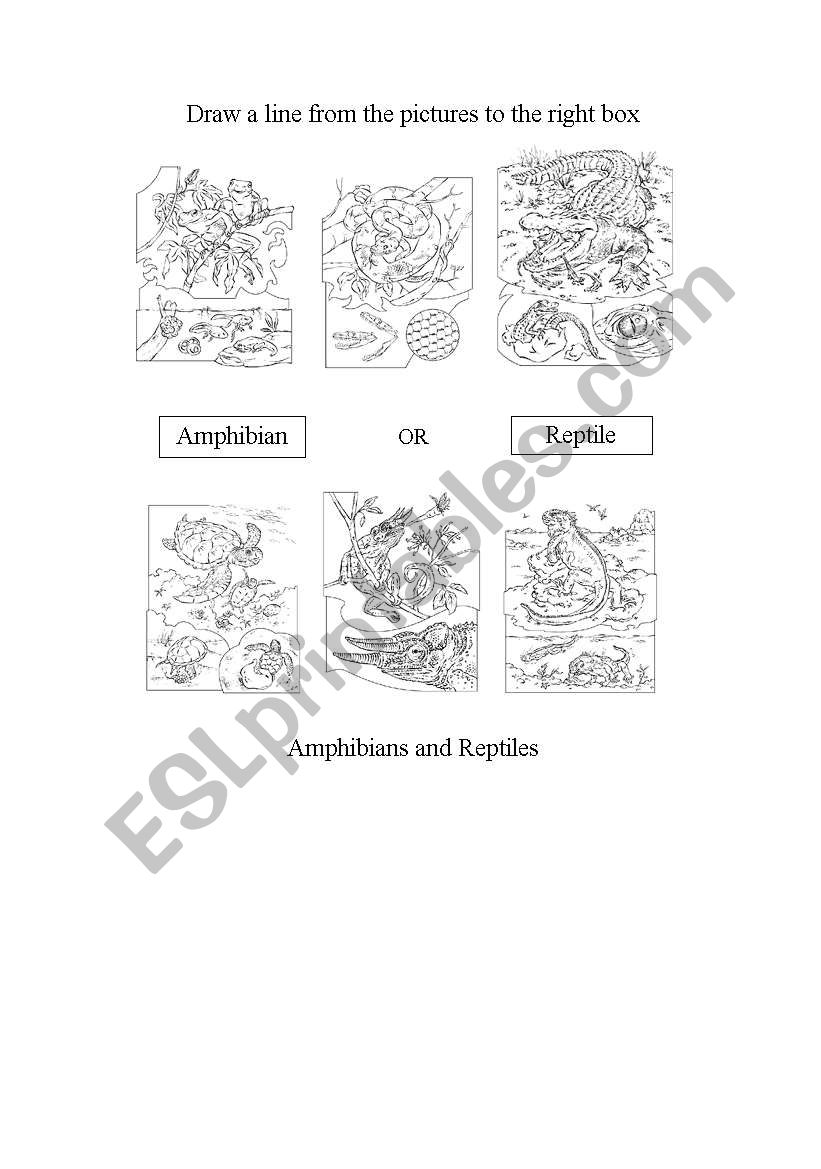 Amphibians & Reptiles worksheet