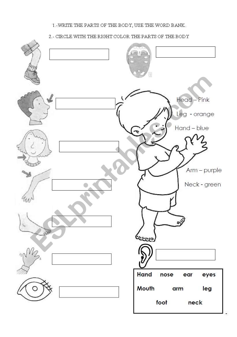 PARTS OF THE BODY worksheet