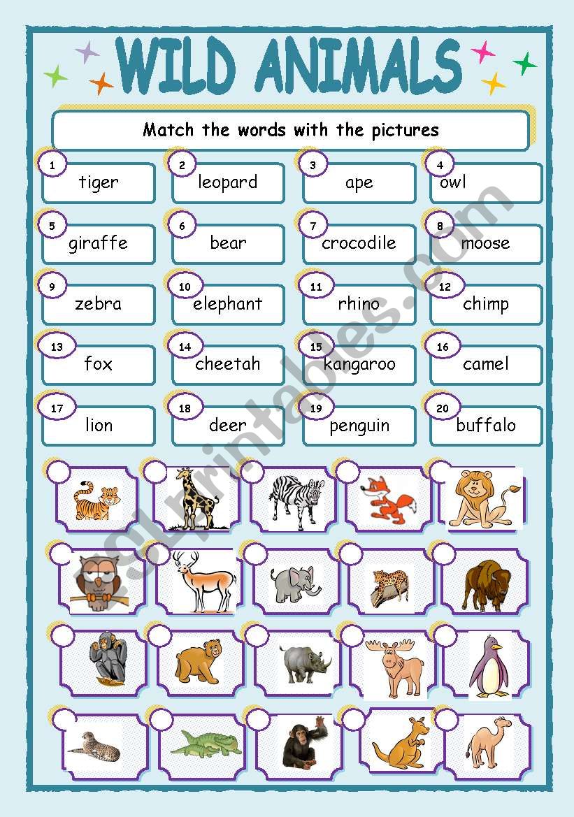 wild animals worksheet