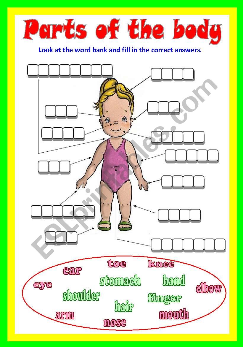 Parts of the body  worksheet