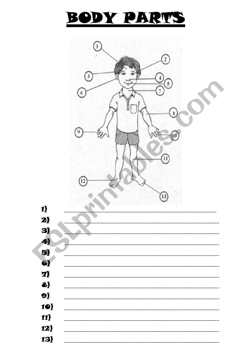 body parts worksheet