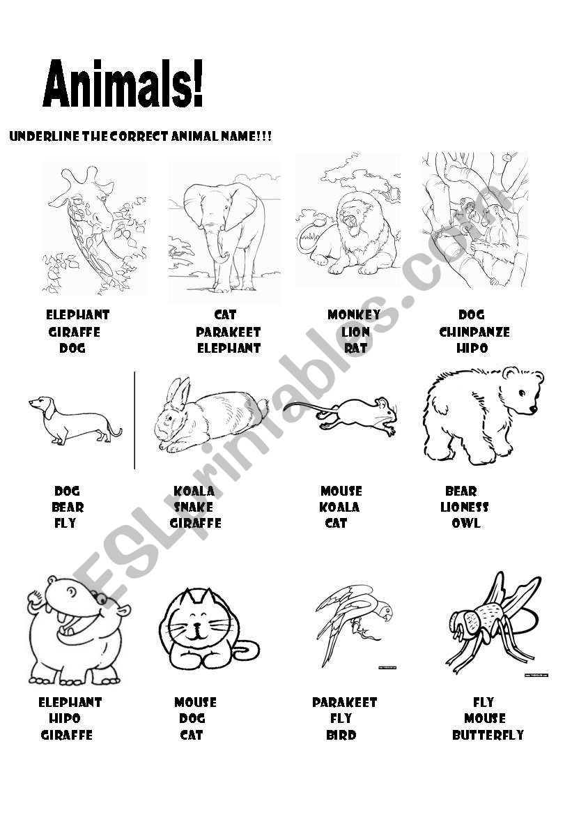 Animals worksheet