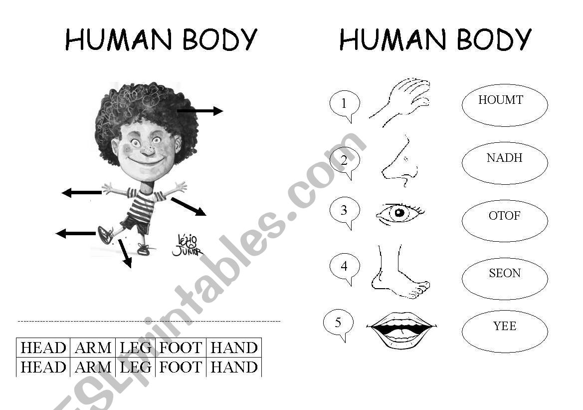 Human Body worksheet