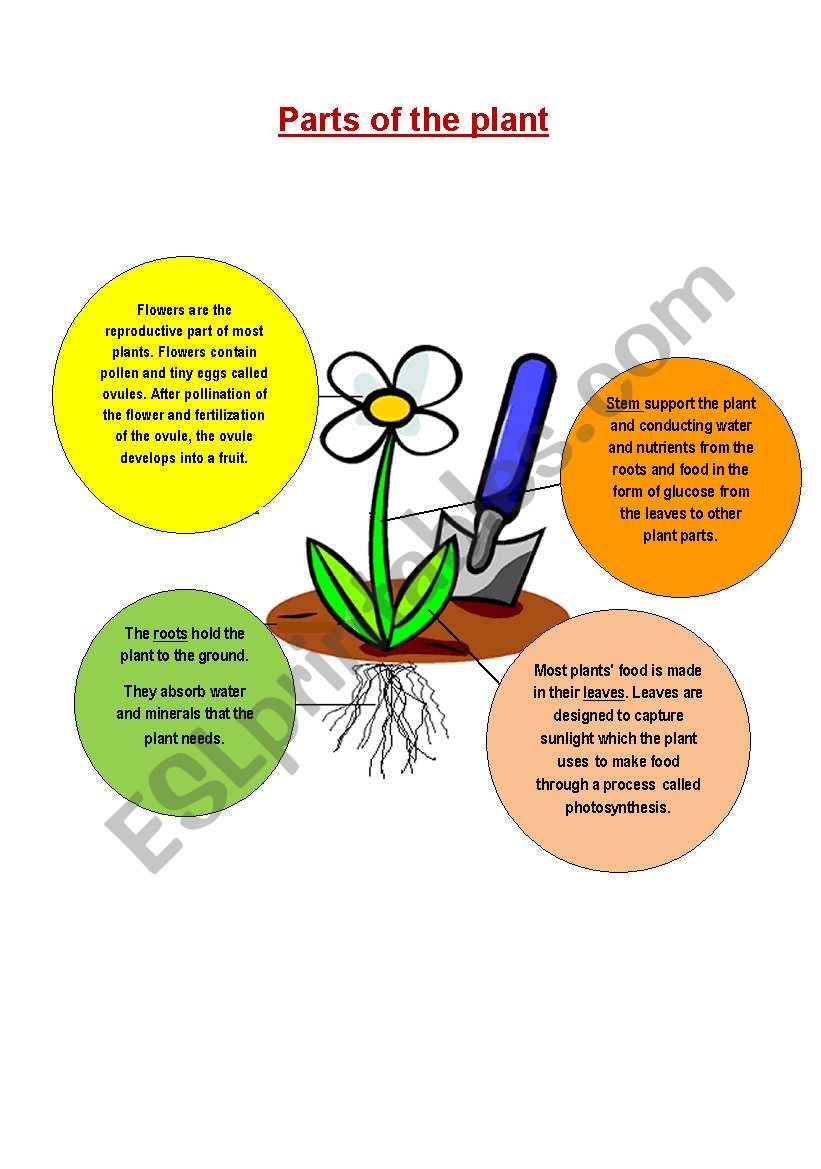 Parts of the plant worksheet