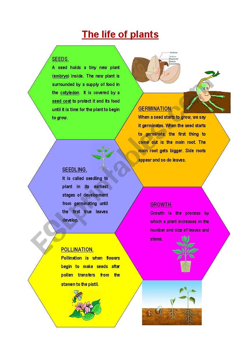 The life of plants worksheet