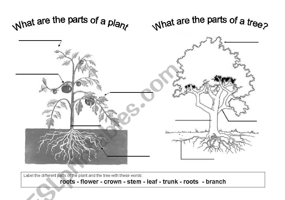 The parts of a plant and a tree