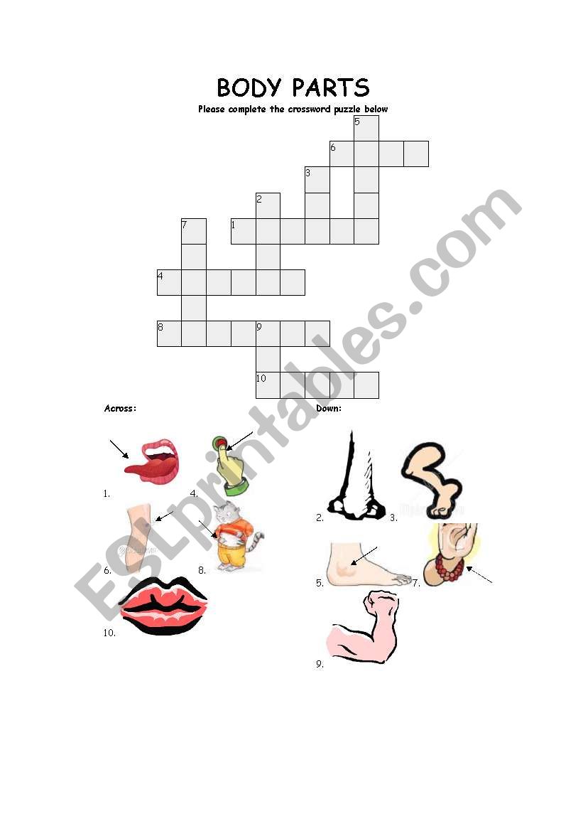 body parts crossword worksheet