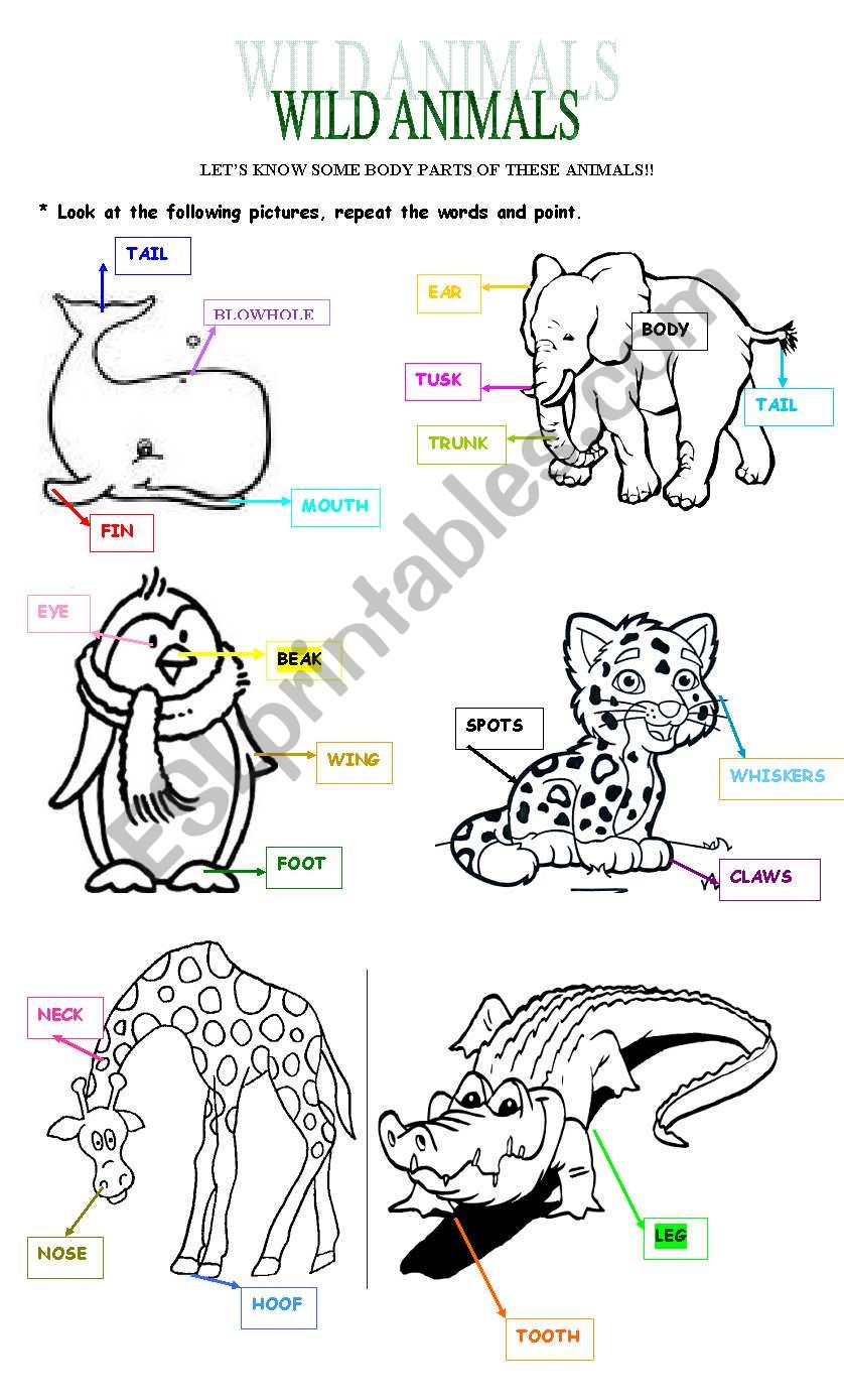 WILD ANIMALS - BODY PARTS worksheet