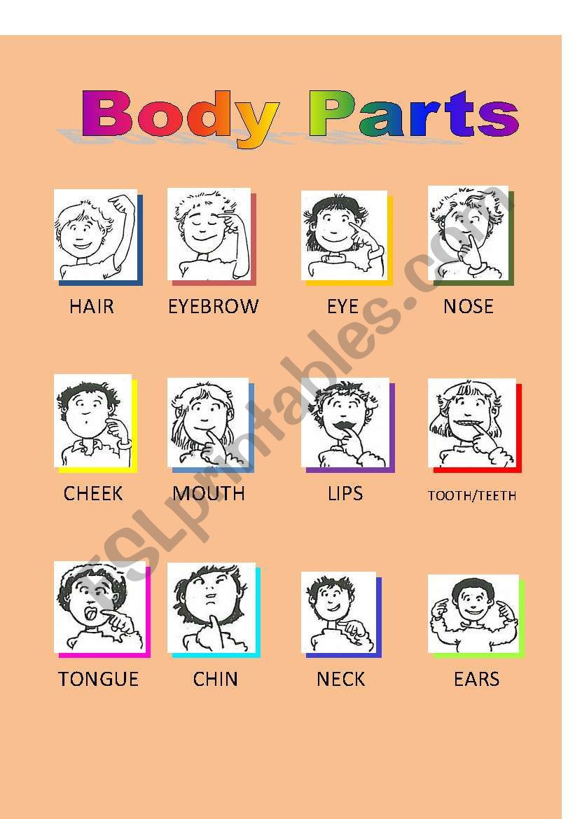 Body Parts (1of2) worksheet
