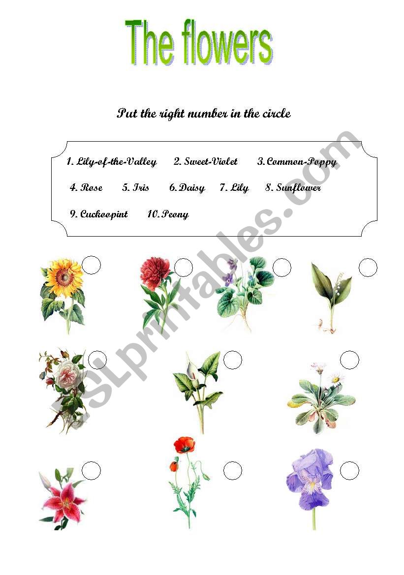 The flowers worksheet