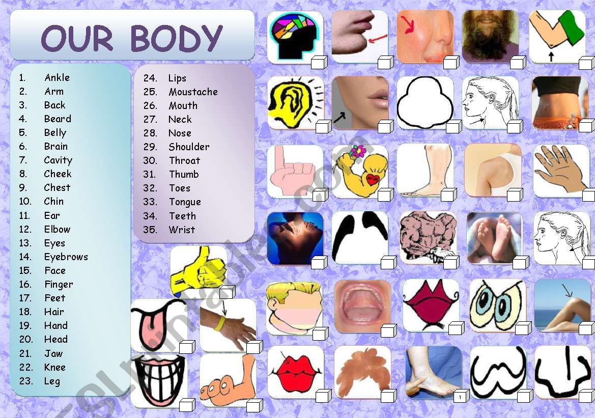 BODY: OUR BODY worksheet