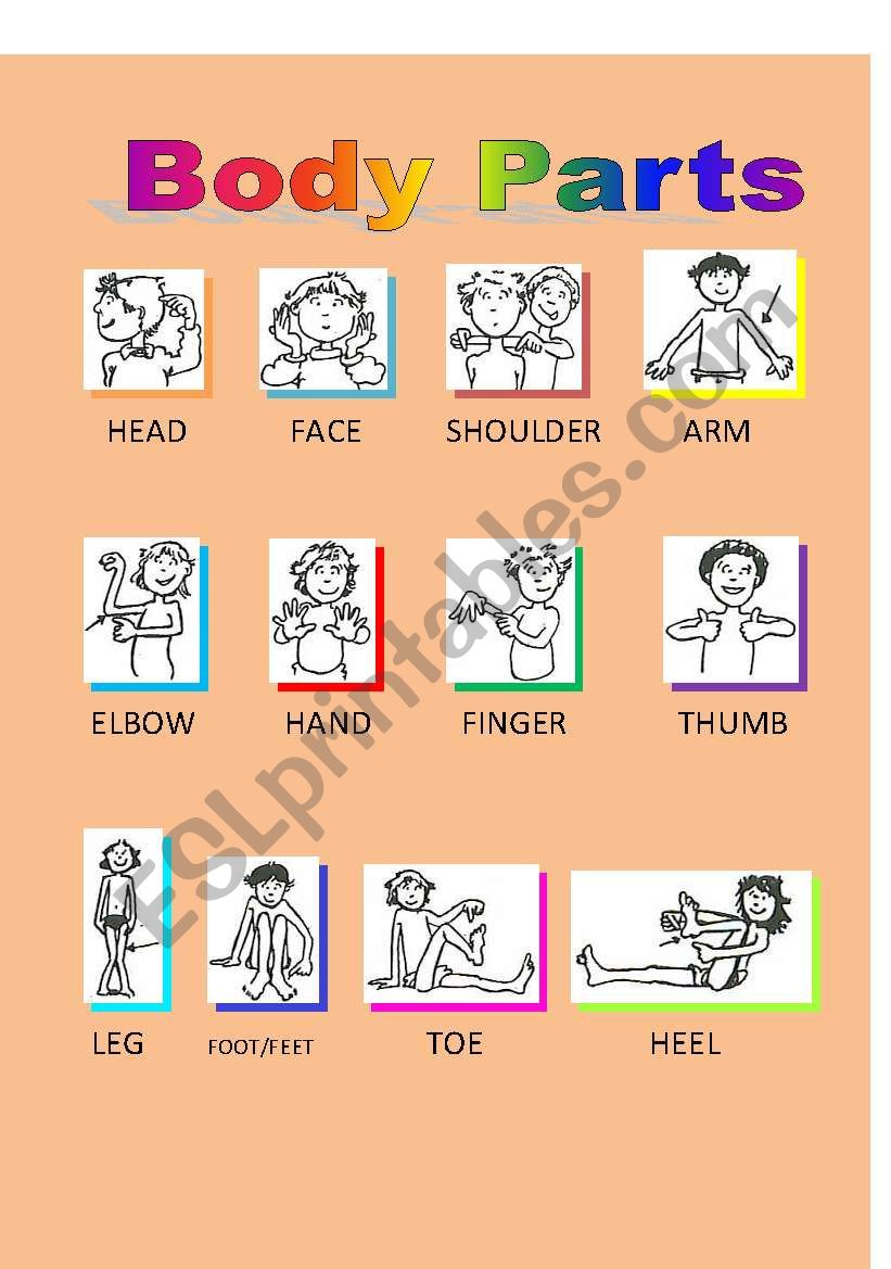 Bocy Parts (2of2) worksheet
