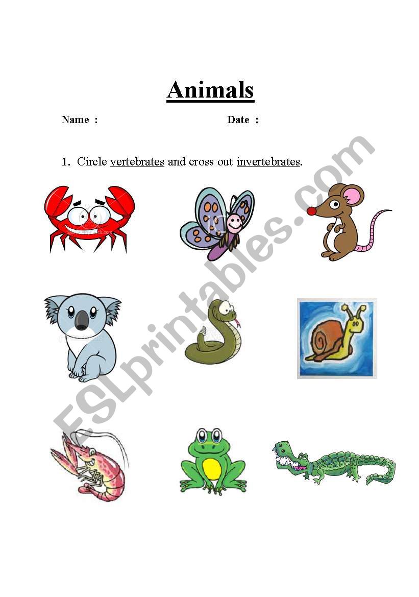 Vertebrate or Invertebrates worksheet