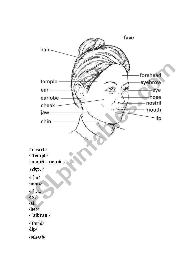 face parts worksheet