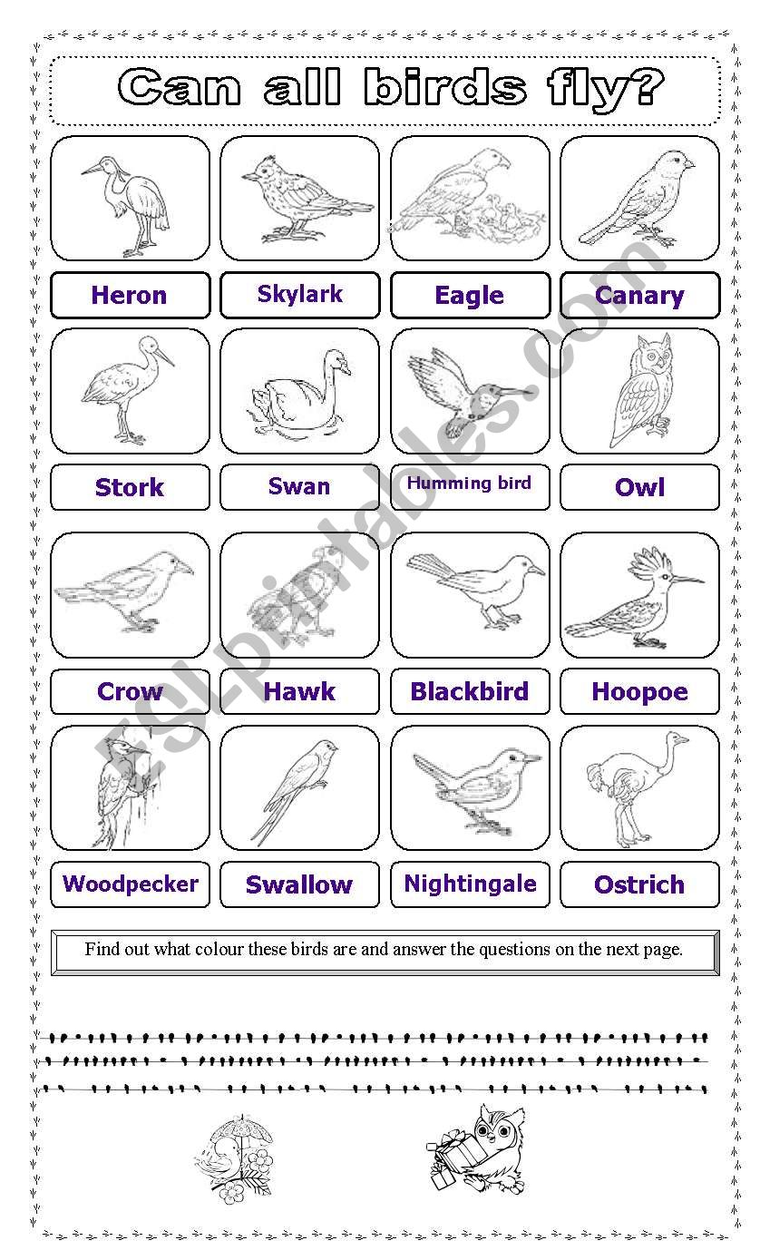 can-all-birds-fly-esl-worksheet-by-mariannina