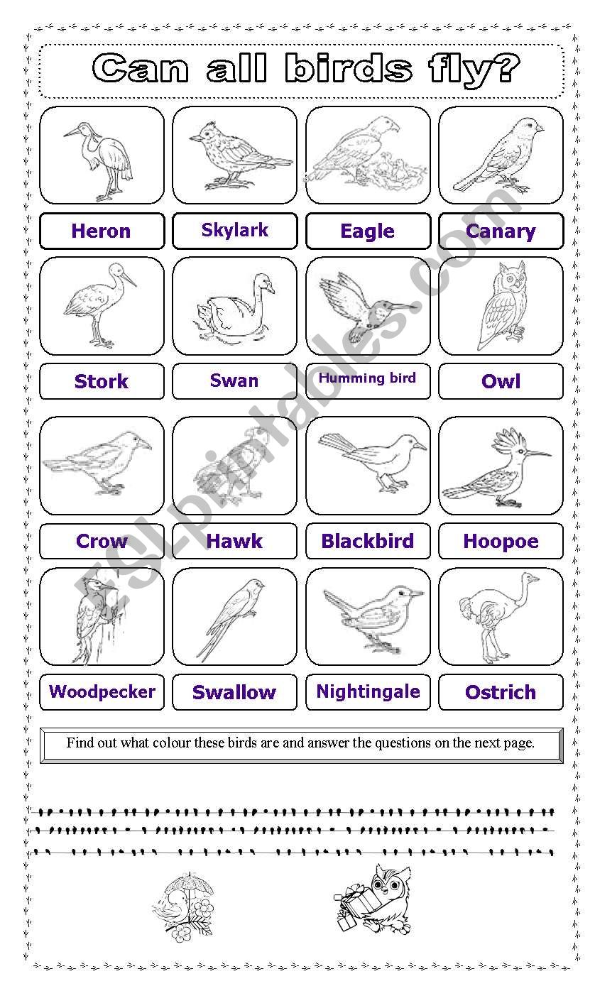 bird research worksheet