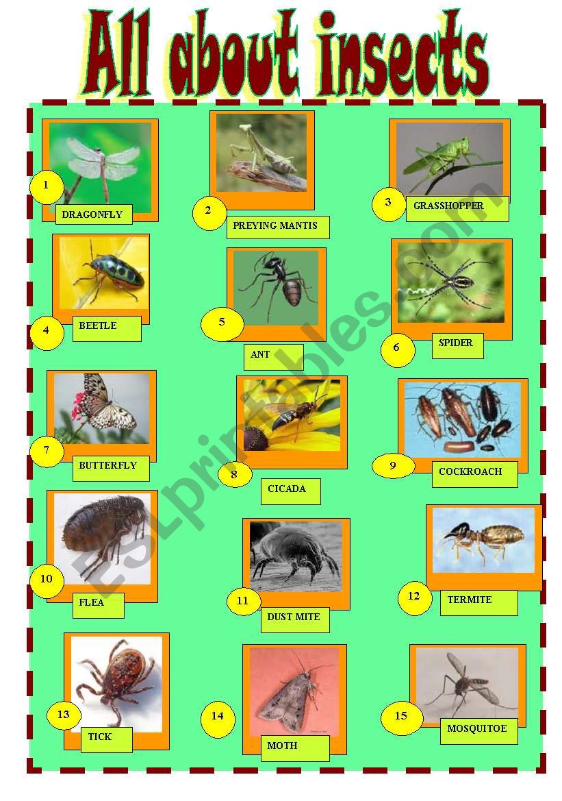 ALL ABOUT INSECTS worksheet