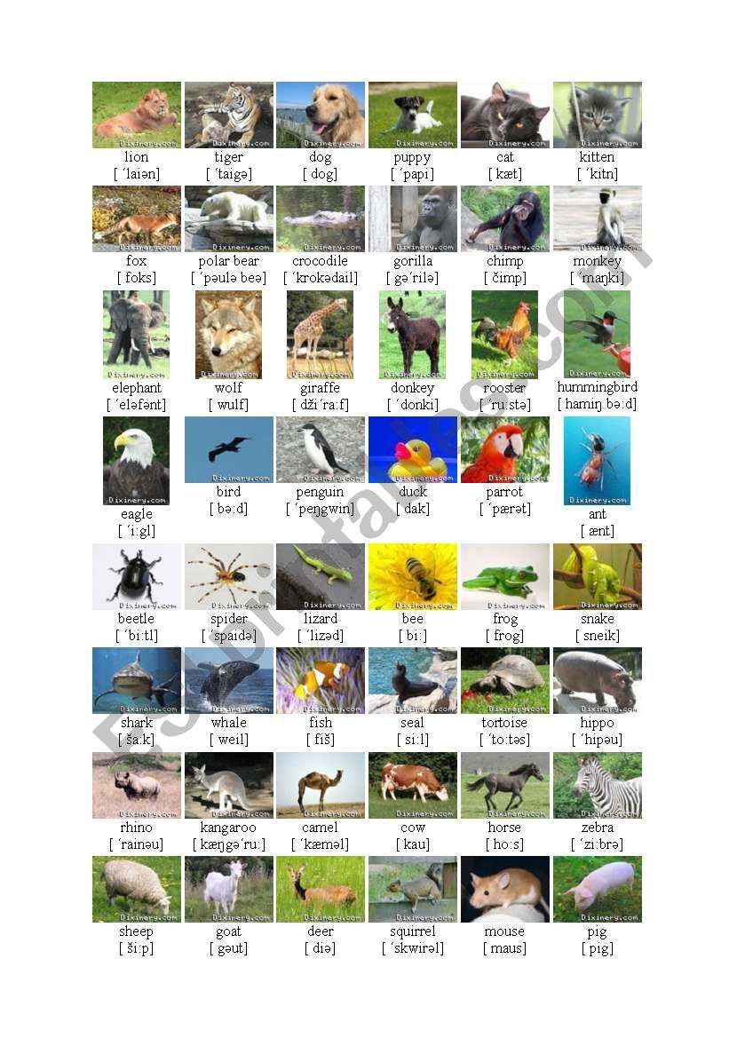 Animals worksheet