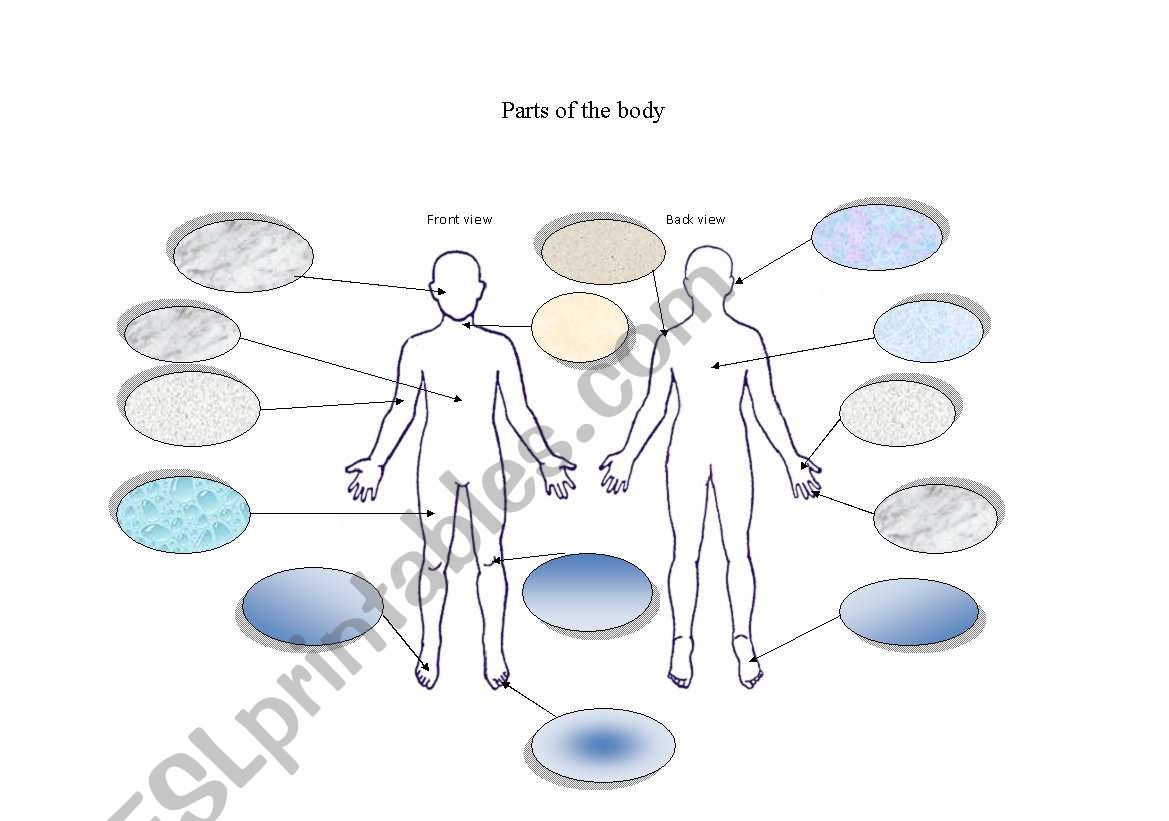 parts of the body worksheet