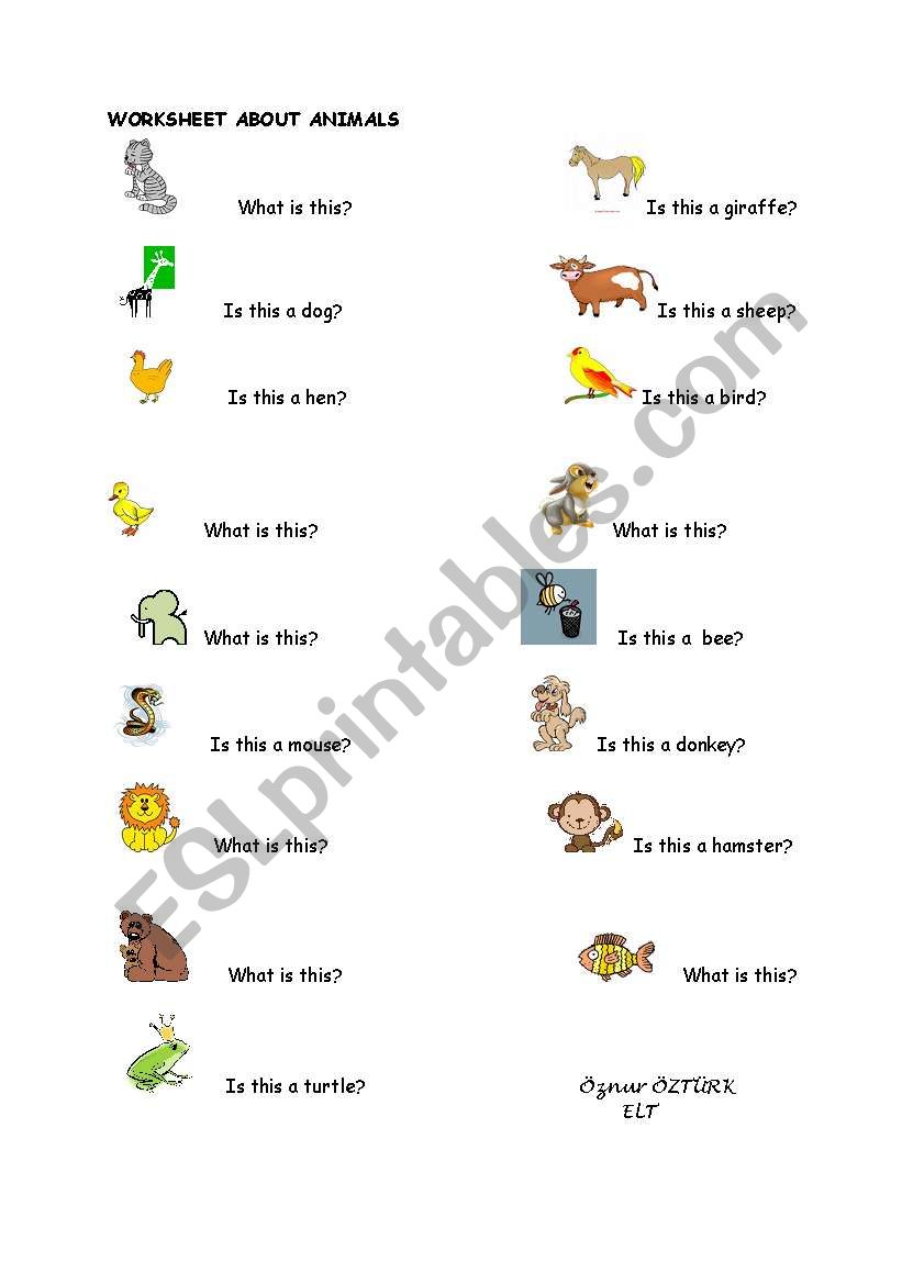 animals worksheet