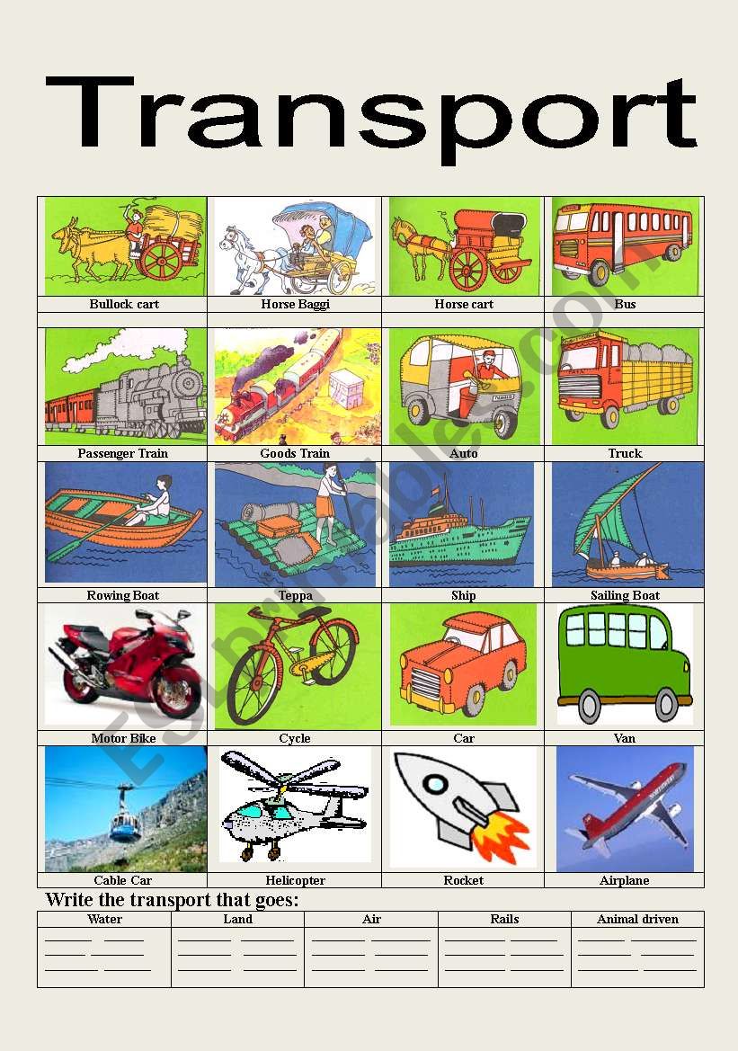 TRANSPORT  worksheet