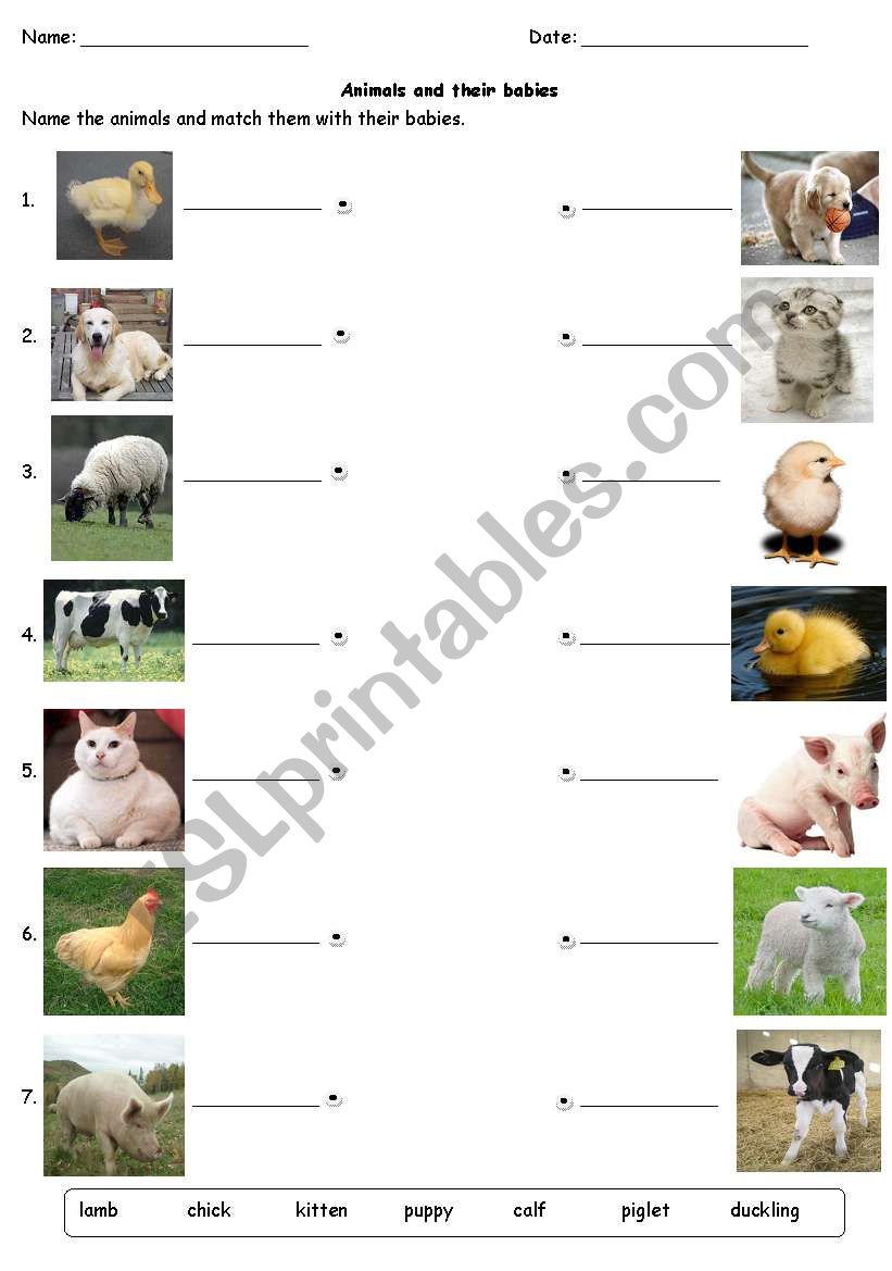 Animals and their babies worksheet