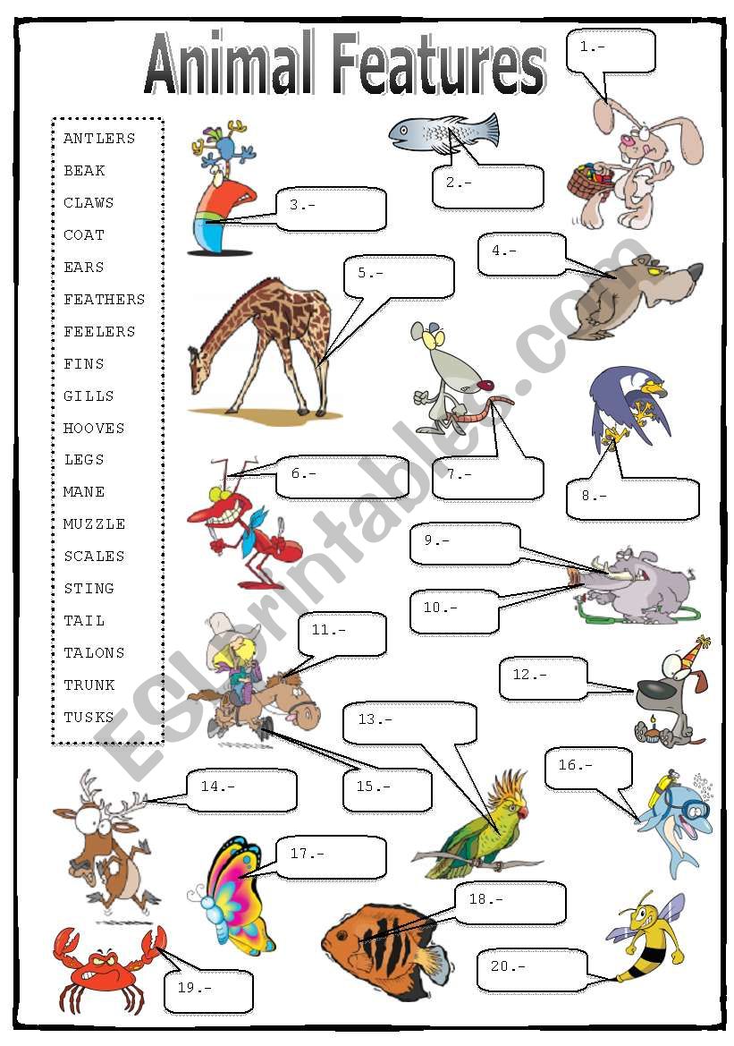 Animal Features (2/2): Matching Activity