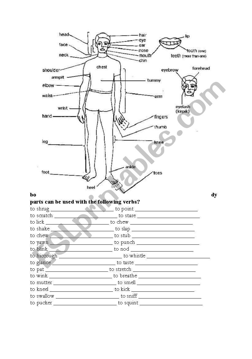 body parts worksheet
