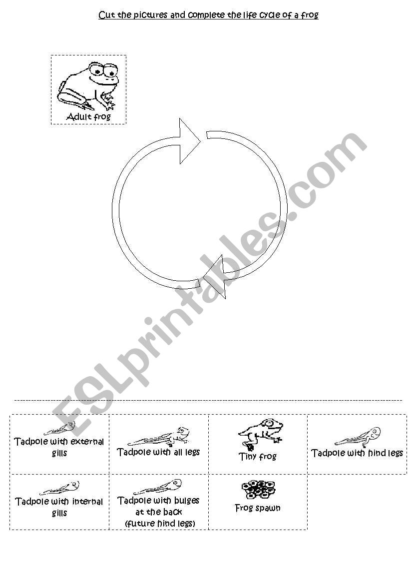 Life cycle of a frog worksheet