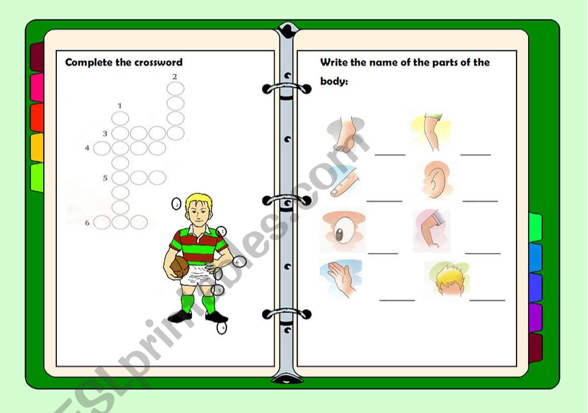 Parts of the body worksheet