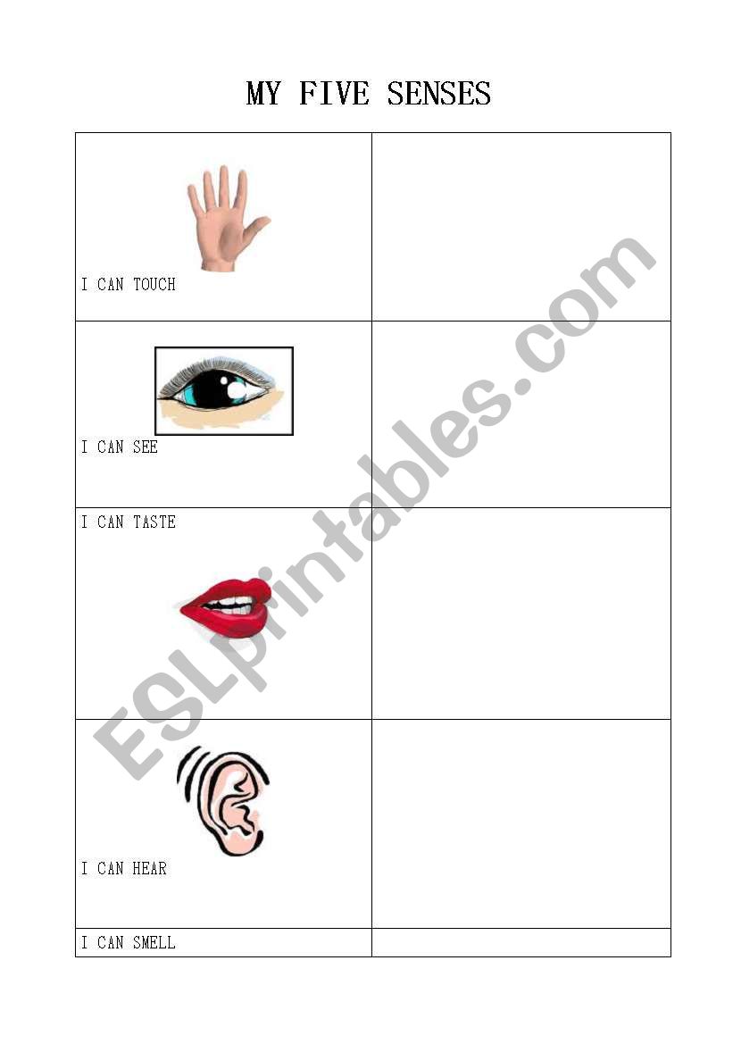 My five senses worksheet