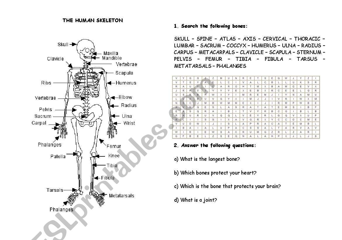 Human skeleton worksheet