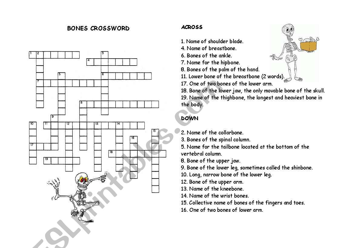 Bones crossword worksheet