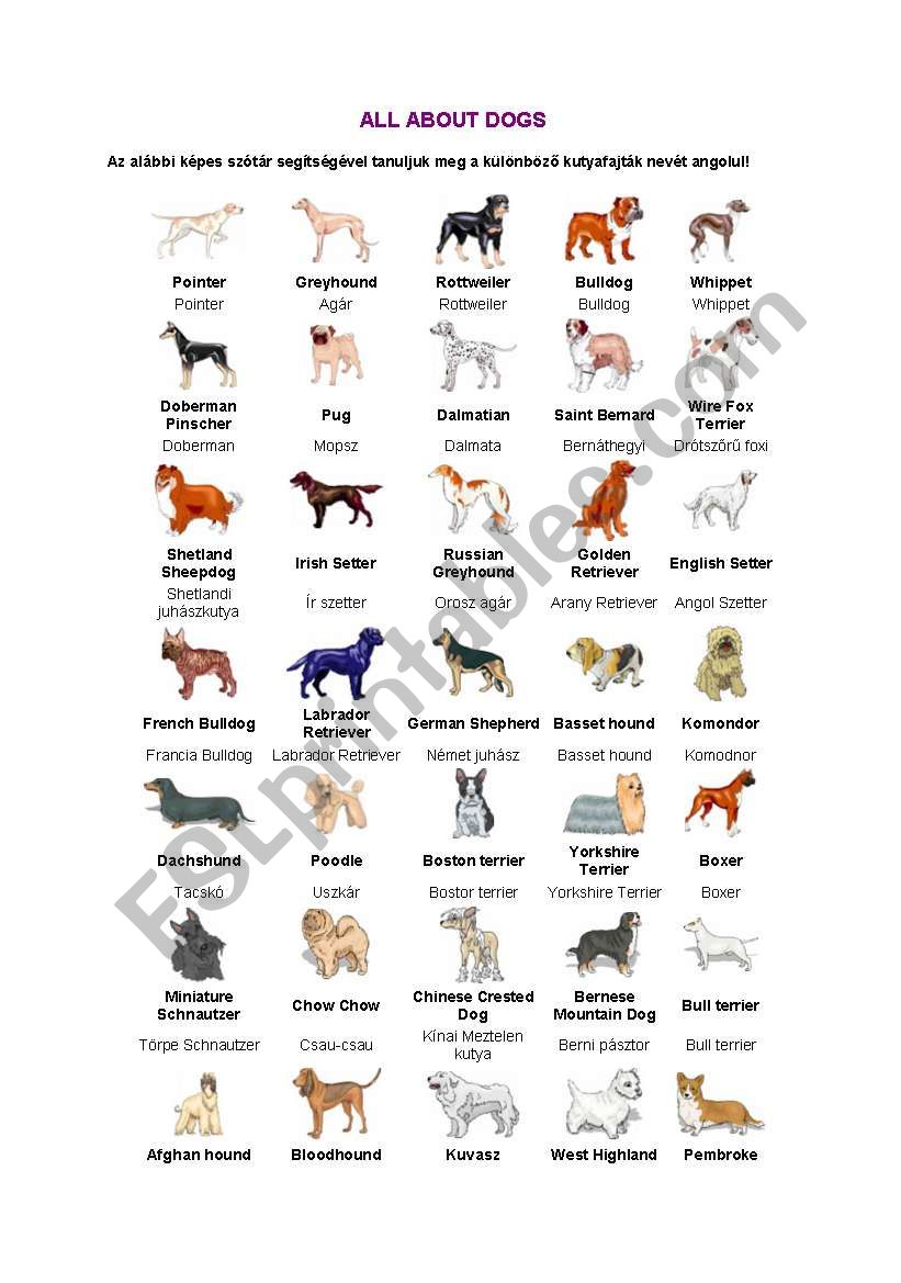 all about dogs worksheet
