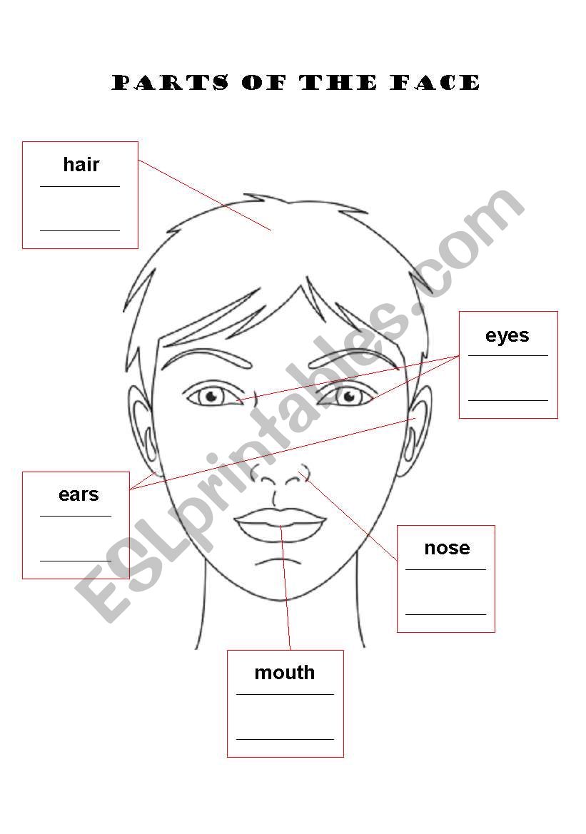 Parts of the Face worksheet