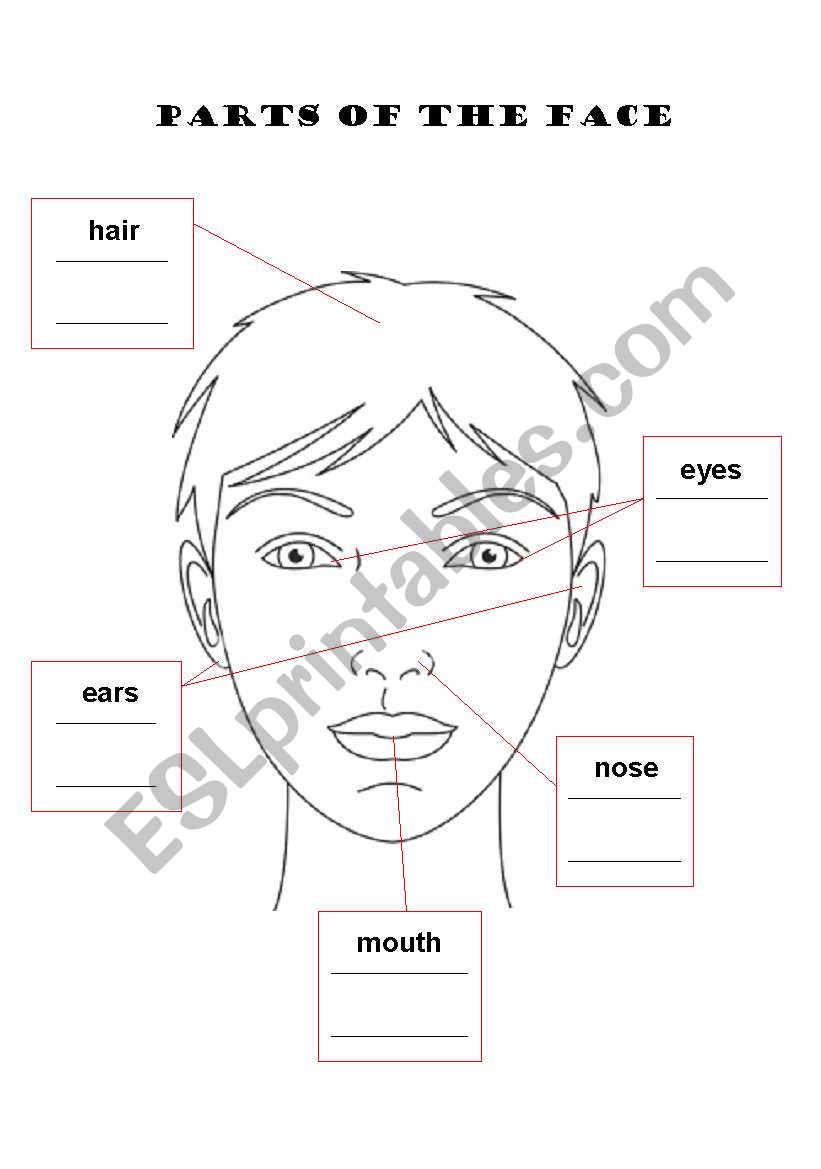Parts of the Face worksheet