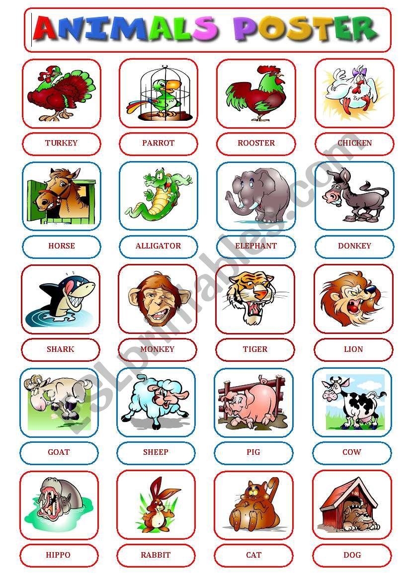 ANIMALS POSTER worksheet