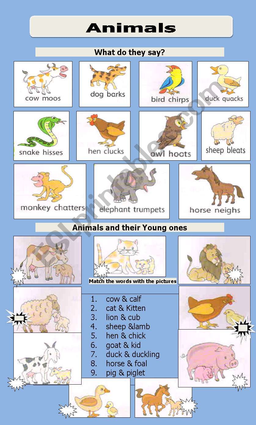 Animals - ESL worksheet by jhansi