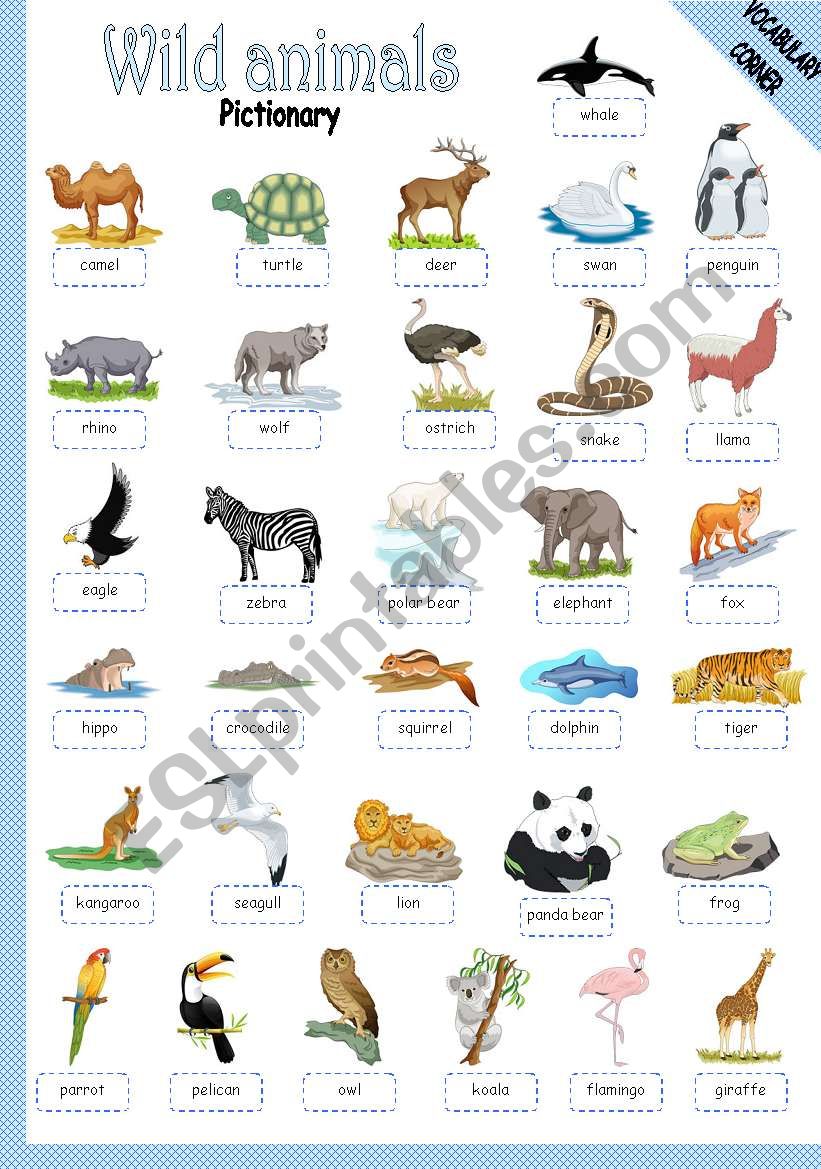 WILD ANIMALS - PICTIONARY worksheet