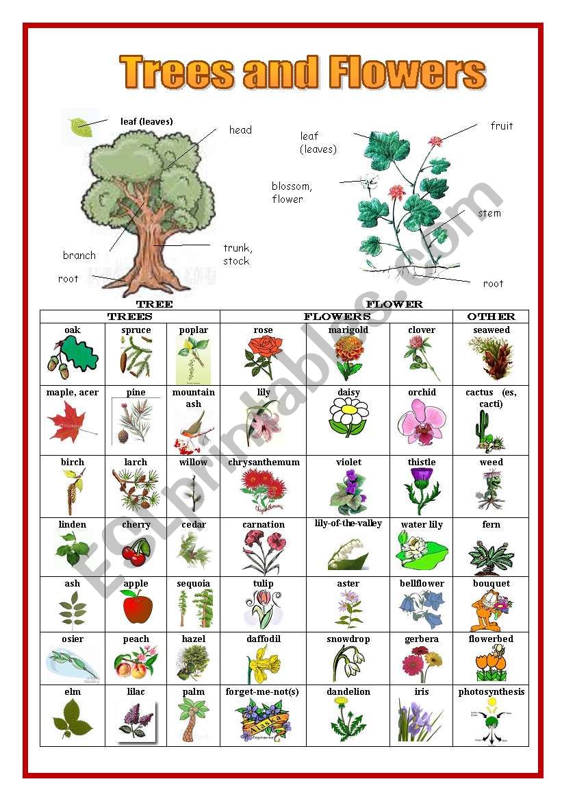 Trees and Flowers worksheet