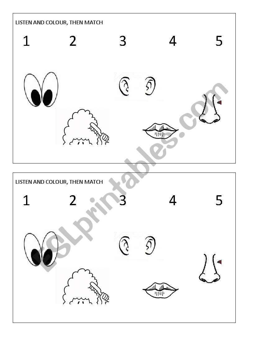 parts of the face worksheet