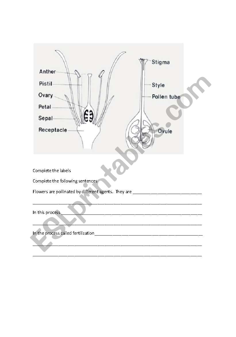 Pollination fertilization worksheet