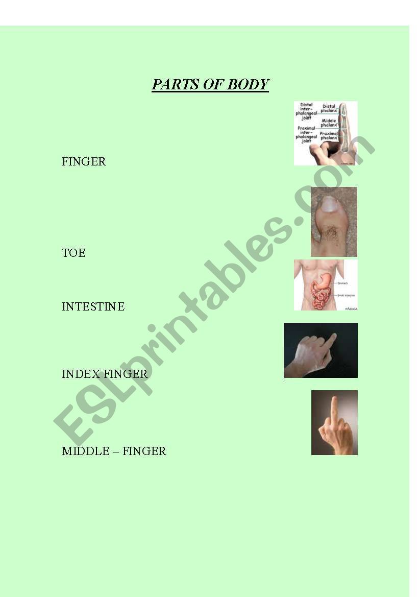 PARTS OF BODY worksheet