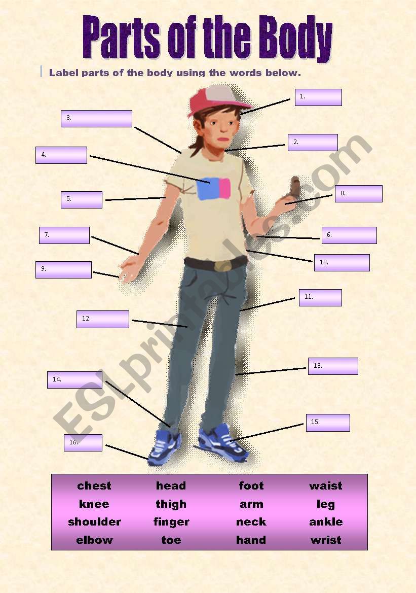 Parts of the Body worksheet