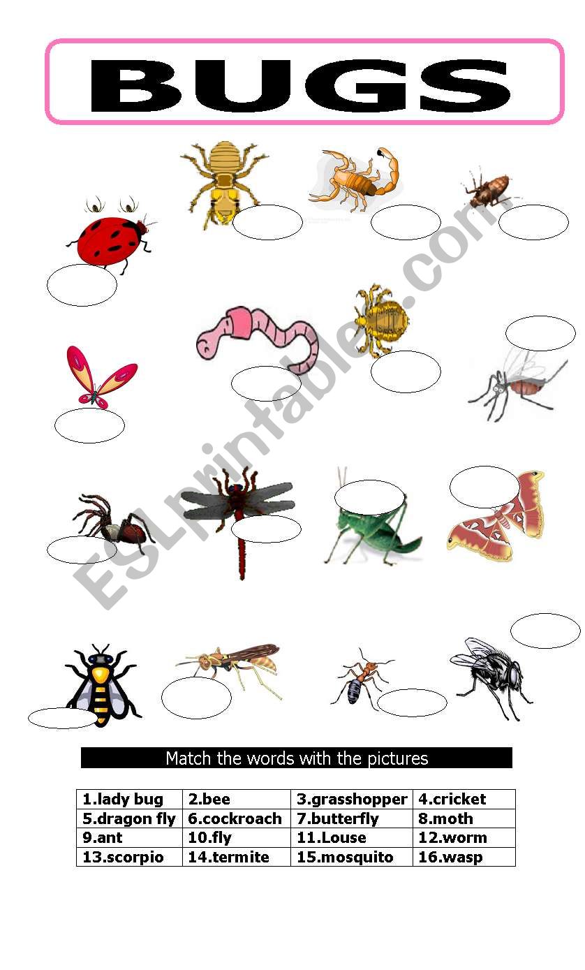 BUGS worksheet