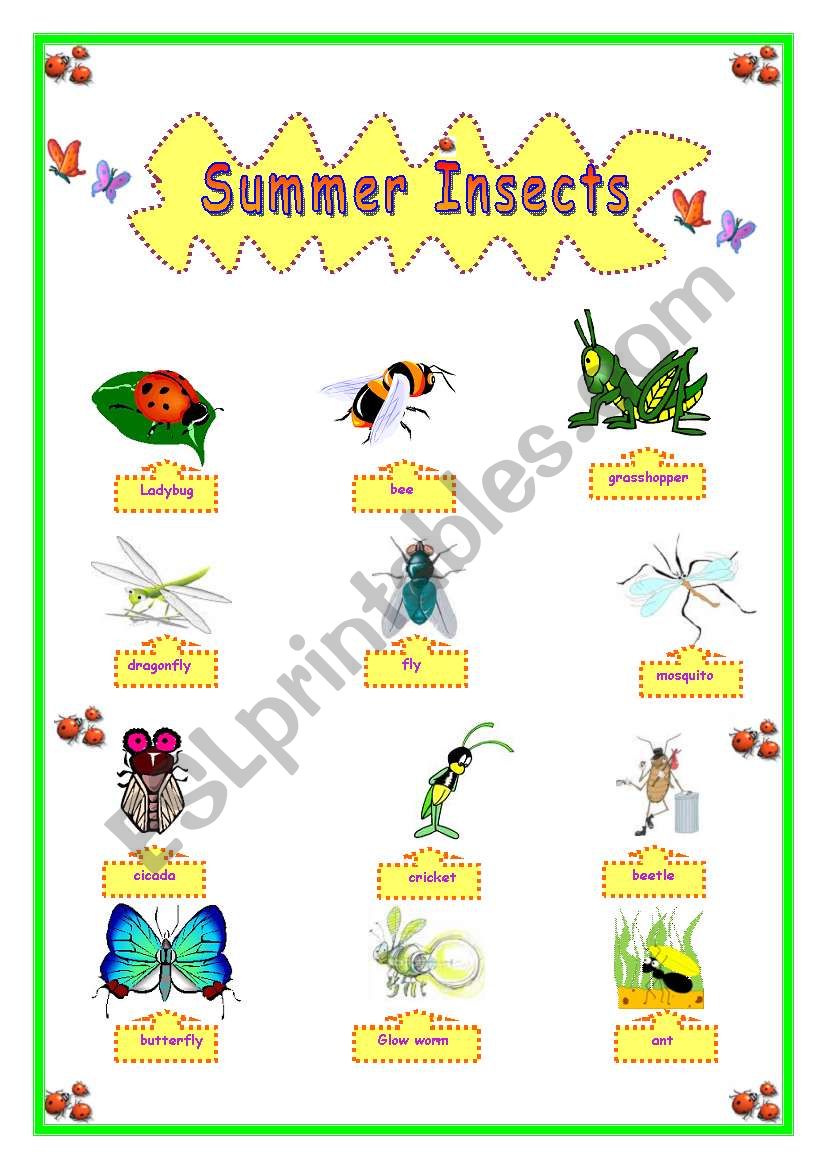 SUMMER INSECTS worksheet